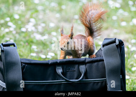 hungrige Eichhörnchen sucht nach Nahrung im Park Besucher Tasche Stockfoto