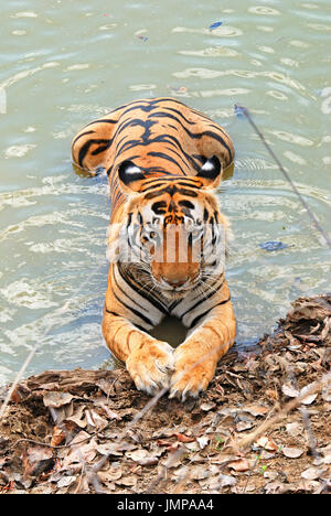 Indian Tiger (Panthera tigris) sitzt im Wasser und schaut gerade Stockfoto