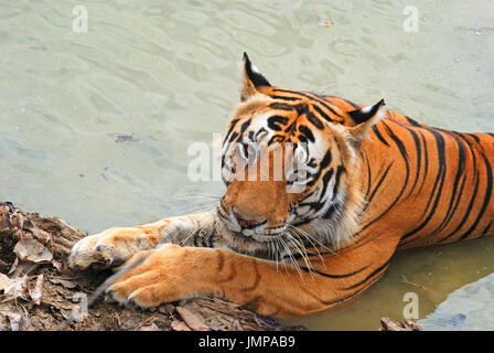 Bengal Tiger (Panthera tigris) im Wasser Stockfoto