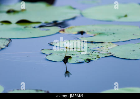 Eine schwimmende Garten grünes Wasser Lily Pads mit einer weißen Blume, schwimmend auf einem blauen See am frühen Morgen Licht Stockfoto