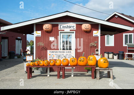 Kürbisse auf den Verkauf mit Preisgestaltung Guide am Bauernmarkt fallen Erntefest Stockfoto