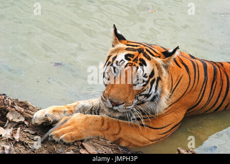 Bengal Tiger (Panthera tigris) im Wasser Stockfoto