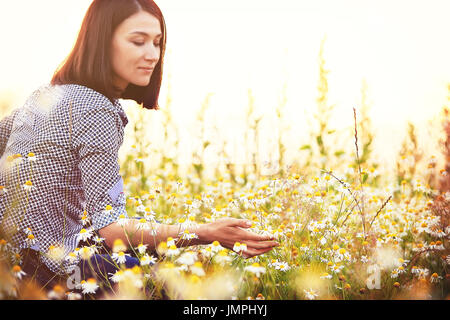 Frau wilde Blumen zu berühren. Glückliches Mädchen hält Kamillen in den Abendstunden. Stockfoto