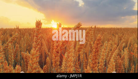 Weizen Ährchen Nahaufnahme. Weizen-close-up auf den Sonnenuntergang. Sonne scheint durch Weizen in warmer Herbstabend. Ernte-Konzept. Stockfoto