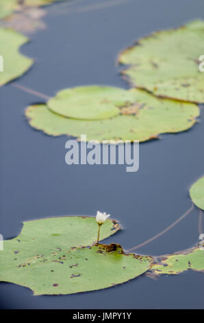 Eine schwimmende Garten grünes Wasser Lily Pads mit einer weißen Blume, schwimmend auf einem blauen See am frühen Morgen Licht Stockfoto