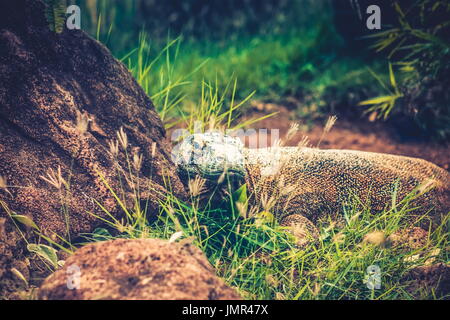 Der Komodowaran (Varanus Komodoensis), auch bekannt als der Komodo-Monitor ist eine große Art von Eidechse Stockfoto
