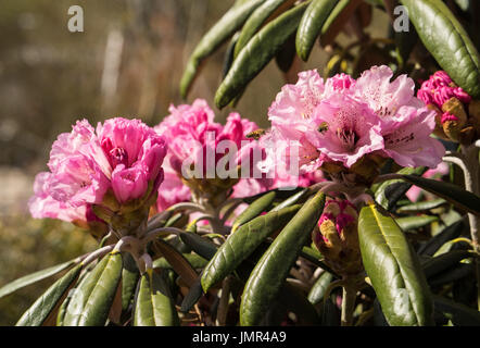 Rhododendron Aganniphum Blumen in voller Blüte im Frühjahr mit schönen dekorativen leuchtend rosa Blüten Stockfoto