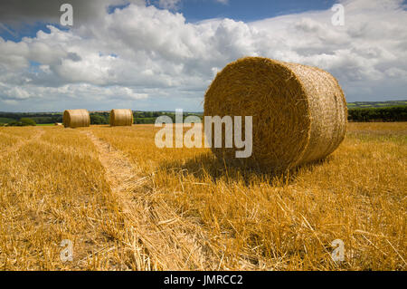Strohballen in einer ländlichen Umgebung in der Nähe von Rilla Mill in East Cornwall Stockfoto