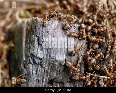 Wilde Ameisen bauen ihre Ameisenhaufen, großes Stück aus schwarzem verkohltes Holz. Ant-Familie - Kolonie kooperieren bei Neubau Ameise Hügel. Stockfoto