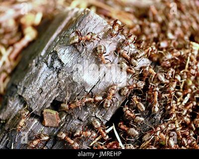 Wilde Ameisen bauen ihre Ameisenhaufen, großes Stück aus schwarzem verkohltes Holz. Ant-Familie - Kolonie kooperieren bei Neubau Ameise Hügel. Stockfoto