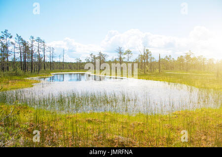 Viru Raba Sumpf-See in Estland. Stockfoto