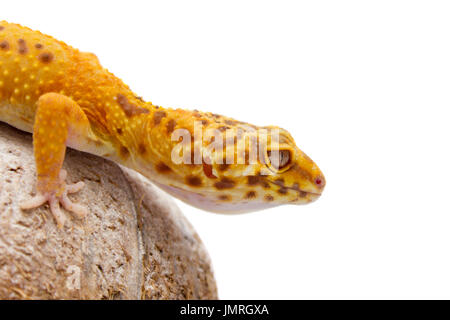 Niedliche Leopardgecko (Eublepharis Macularius) auf weißem Hintergrund Stockfoto