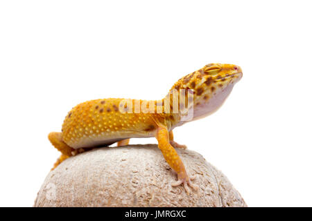 Niedliche Leopardgecko (Eublepharis Macularius) auf weißem Hintergrund Stockfoto