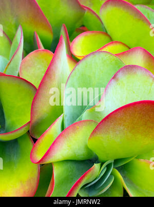 Flapjack Pflanze Kalanchoe thyrsiflora Stockfoto