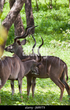 Männliche Kudu Antilopen im Chobe Nationalpark, Botswana Stockfoto