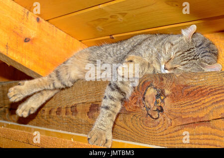 Katze schläft auf Decke Dachsparren Stockfoto