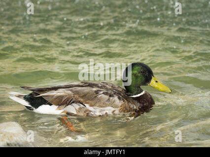 Erstaunlich, Stockente, schwimmt im See unter Sonnenlicht Landschaft. Rom, Italien, Juni 2017. Closeup Perspektive der lustige Ente Stockfoto