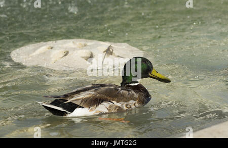Erstaunlich, Stockente, schwimmt im See mit blauem Wasser unter Sonnenlicht Landschaft. Rom, Italien, Juni 2017 Stockfoto