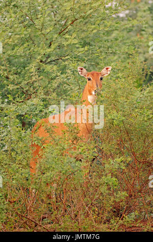 Jackale, Weiblich, Keoladeo Ghana Nationalpark, Rajasthan, Indien / (Boselaphus Tragocamelus) / Blue Bull Stockfoto