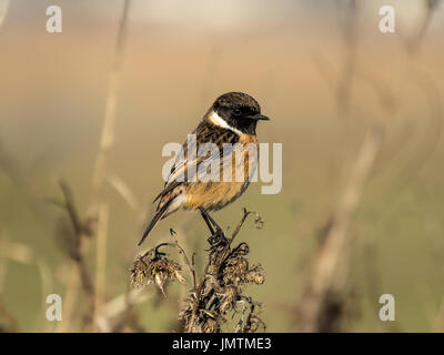 Männliche gemeinsame Schwarzkehlchen (Saxicola Torquata) Stockfoto