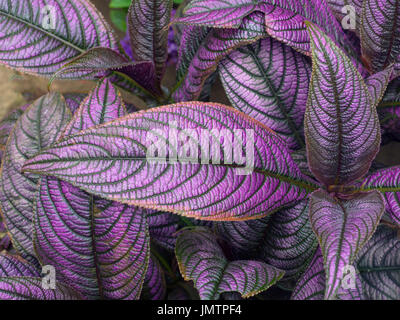 Persische Schild Strobilanthes dyeriana Stockfoto