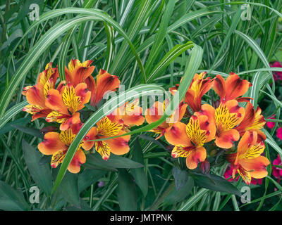 Peruanische Lilie indischen Sommer Alstroemeria Stockfoto