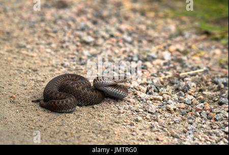 Braune Hündin der Europäischen Kreuzotter, Vipera Berus, auf Feldweg Stockfoto