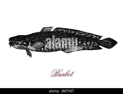 Vintage Gravieren von Quappe, Freshware Zirkumpolare Fisch, hat einen Schlange-wie Körper und lebt und brütet unter Eis, seinen Namen als Bart, für sein Kinn Wisker Fron Latein kommt. Stockfoto