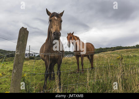 Irische Pferde in Donegal, Irland Stockfoto