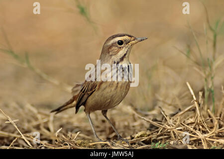 Blaukehlchen, Weiblich, Keoladeo Ghana Nationalpark, Rajasthan, Indien / (Luscinia Svecica) | Blaukehlchen, Weiblich, Keoladeo Ghana Nationalpark Stockfoto