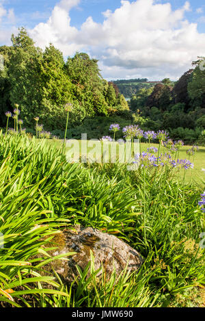 Agapanthus, Schmucklilie, wachsen in Trebah Garten in Cornwall. Stockfoto