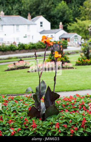 Canna Lilien wachsen in eine Blume Bett in Trenance Gärten in Newquay, Cornwall. Stockfoto