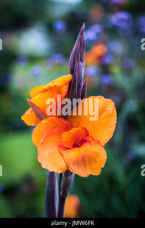 CANNA Lily. Stockfoto