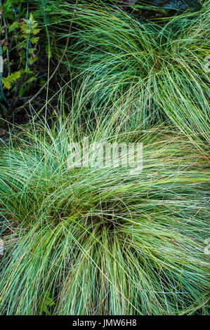 Carex Albula. Mattierte locken. Stockfoto