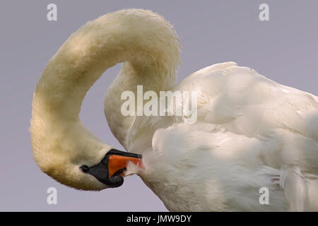 Closeup Profil Höckerschwan (Cygnus Olor) Reinigung der Federn auf grauem Hintergrund Stockfoto