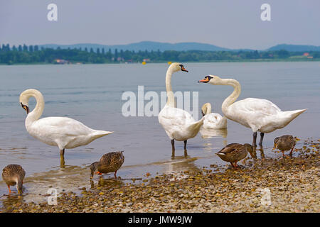 Höckerschwäne (Cygnus Olor) und Enten am Ufer des Sees Stockfoto