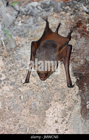 Schwarz-bärtige Grab Bat, Rajasthan, Indien / (Taphozous Melanopogon) | Schwarzgefluegelte Grabfledermaus, Rajasthan, Indien Stockfoto