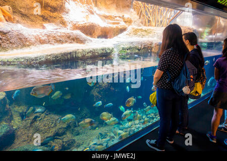 OSAKA, JAPAN - 18. Juli 2017: Unidentified erfolgte der ecuadorianischen Fischarten erfinderischer aus dem ecuadorianischen Regenwald in Südamerika, im Aquarium von Osaka Stockfoto