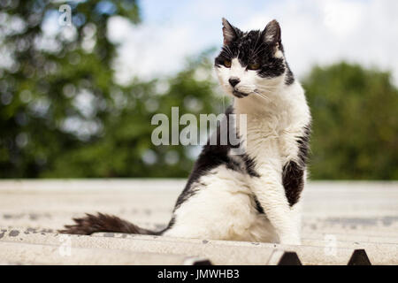 Streunende Katze auf einem Wellblechdach Stockfoto