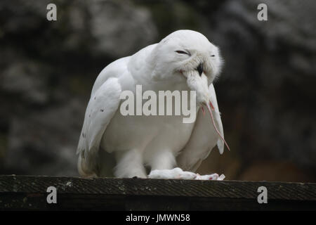 Schnee-Eule (Nyctea Scandiaca) Essen weiße Mäuse. Stockfoto