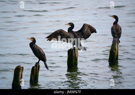 Drei Kormorane (Phalacrocorax Carbo) thront auf Holzpfosten im Wasser, mit Verbreitung Flügel. Stockfoto