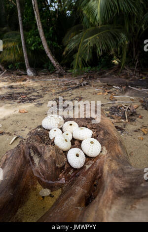 Runde Muscheln am log Stockfoto