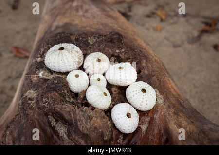 Runde Muscheln am log Stockfoto