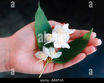 Zweig von Jasmin in die Hand des Mädchens Stockfoto