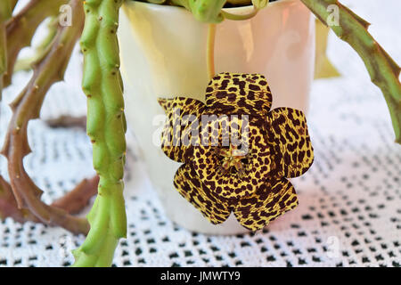 Schöne Leoparden gesichtet Kaktusblüte in Blüte Stockfoto