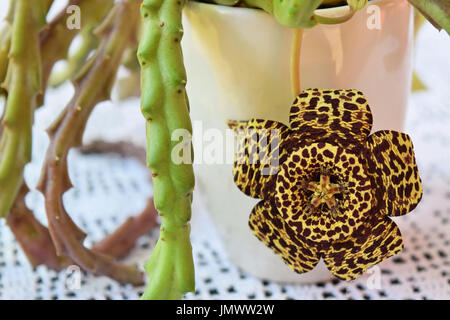 Schöne Leoparden gesichtet Kaktusblüte in Blüte Stockfoto