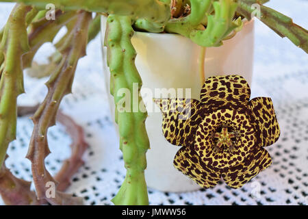 Schöne Leoparden gesichtet Kaktusblüte in Blüte Stockfoto