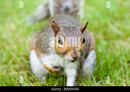 Graue Eichhörnchen, Nahaufnahme Stockfoto