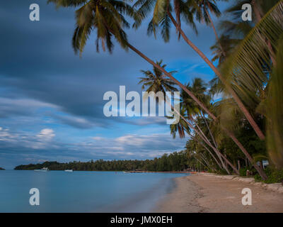 Kokosnuss-Palme im Meeresstrand Thailand Stockfoto