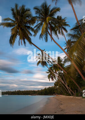 Kokosnuss-Palme im Meeresstrand Thailand Stockfoto
